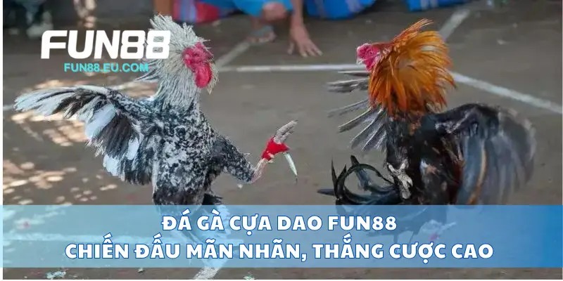 Đá Gà Cựa Dao Fun88 Chiến Đấu Mãn Nhãn, Thắng Cược Cao